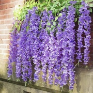 12x Wisteria vistéria previsnutá kvetná stena fialka