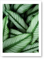 Listy plagát 40x50 cm #59A Listy plagát 40x50 cm #59A