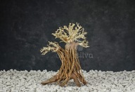 Akvarijný bonsajový strom Aquasilva Sumatra