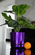 Fialový obal na orchideu GLOSSY violet 16 Fialový obal na orchideu GLOSSY violet 16