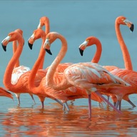 OBROVSKÝ 3D PLÁŽOVÝ OTERÁK VEĽKÉ XXXL FLAMINGIONS W2 OBROVSKÝ 3D PLÁŽOVÝ OTERÁK VEĽKÉ XXXL FLAMINGIONS W2