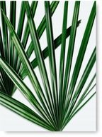 obraz na plagát LEAVES GREEN 40x50cm #176 obraz na plagát LEAVES GREEN 40x50cm #176