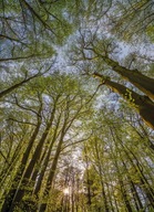 Fototapeta Mosquito Forest Trees Landscape