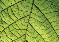 Nástenný plagát Nerve of the Leaf do izby 70x50 cm Nástenný plagát Nerve of the Leaf do izby 70x50 cm
