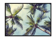 OBRAZOVÝ PLAGÁT V RÁME 53x73 cm Palmy P955