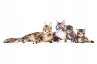 Nálepky so zvieratami mačkami Cat family 7 Nálepky so zvieratami mačkami Cat family 7