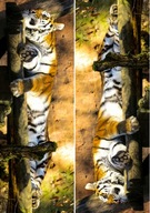 VRATOVÝ PAPIER OKRAJ 14,7CM TIGER ZVIERATKO 83CM VRATOVÝ PAPIER OKRAJ 14,7CM TIGER ZVIERATKO 83CM