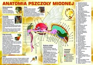 Náučná anatómia včely medonosnej - vzor F223 Náučná anatómia včely medonosnej - vzor F223