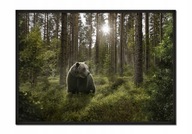 OBRAZOVÝ PLAGÁT V RÁME 53x73 cm Medveď P651 OBRAZOVÝ PLAGÁT V RÁME 53x73 cm Medveď P651