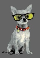 Koberec Flash Fantastik Grey Dog Chiliala 120x170cm