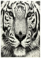 120x170 cm NAIROBI NÁSTENNÝ KOBEREC ŠEDÝ TIGER 120x170 cm NAIROBI NÁSTENNÝ KOBEREC ŠEDÝ TIGER