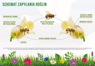 náučná tabuľa POLLINATION včielka F256 náučná tabuľa POLLINATION včielka F256