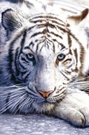 Bengálsky tiger - plagát Bengálsky tiger - plagát