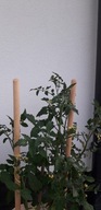 Podpera pre rastliny paradajkovej zeleniny 60 cm 22 mm2 ks