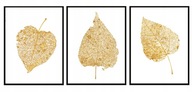 OBRAZOVÉ PLAGÁTY V RÁME 33x43cm Triptych Listy P1886