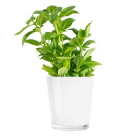 Rastlinný obal Orchidea biela TREND DO DOMOV Rastlinný obal Orchidea biela TREND DO DOMOV