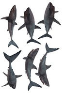 NOVÝ CUKOROVÝ PAPIER SHARK ŽRALOKY RYBY A4 NOVÝ CUKOROVÝ PAPIER SHARK ŽRALOKY RYBY A4