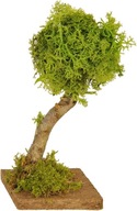 Stromček na ozdobenie vianočného betlehemu. - výška 15 cm - pre postavy vysoké 9-11 cm Stromček na ozdobenie vianočného betlehemu. - výška 15 cm - pre postavy vysoké 9-11 cm