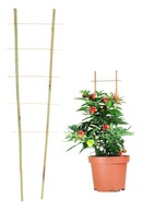 Rebrík Bambusová podpera pre rastlinné kvety 75 cm