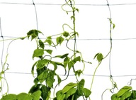 Sieťka na zeleninu na pergolu do záhrady Bradas, 170 cm