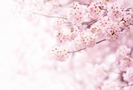 JAPONSKÁ ČEREŠŇOVÁ NEVYKLADANÁ FOTOTAPETA 384x260 JAPONSKÁ ČEREŠŇOVÁ NEVYKLADANÁ FOTOTAPETA 384x260