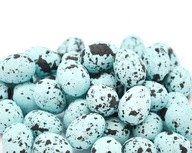 Prepeličie vajcia Polystyrén modrý 50 ks FL96