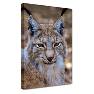 Obrázky 20x30 Lynx detail Divoká mačka