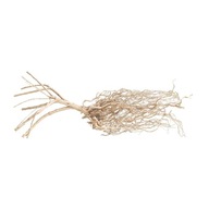 ProGrow Amazon Roots 25-35 cm (1 kus)