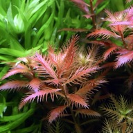 Pohárik Proserpinaca palustris Creeper 10 cm in vitro