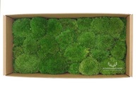Cushion Moss Stredne zelený kartón 200g SIEŤ