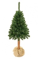 Vianočný stromček - Kaukazský smrek na kmeni 160 cm