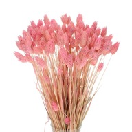 Sušený kanárik ružový phalaris ~80 ks.