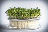 Rastlina na klíčenie, sklenená miska so sitkom + semienka žeruchy