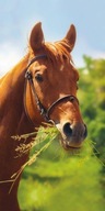 PLÁŽOVÁ osuška na kúpanie 70x140 HORSE KORSE PLÁŽOVÁ osuška na kúpanie 70x140 HORSE KORSE