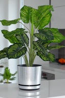 16 SILVER MAT kvetináč Sansevieria Zamiokulkas HIT 16 SILVER MAT kvetináč Sansevieria Zamiokulkas HIT