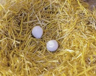 Umelé vajíčka 2 ks VV73004