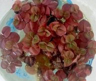 Phyllanthus fluitans - červená plávajúca rastlina. do akva.