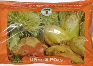 ŽLTÁ POTRAVINÁRSKA REPA URSUS POLY 0,5 kg GOLIAT 2023R