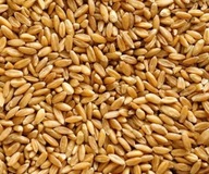 Kŕmna pšenica 25 kg - krmivo pre hydinu