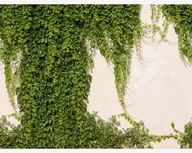 Umývateľná fototapeta Green Ivy Fototapeta 7 ks. Umývateľná fototapeta Green Ivy Fototapeta 7 ks.