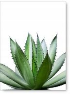 Listy plagát B1 100x70cm #59B Listy plagát B1 100x70cm #59B