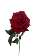 Velúrová ruža, červený kvet, stonka 75 cm