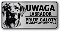 Značka Pozor pes 20x10 Labrador Značka Pozor pes 20x10 Labrador