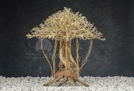 Aquasilva Adasonia L aqua bonsai strom naplaveného dreva