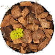COCONUT CHIP Rastliny kokosových čipsov, kvety 5L COCONUT CHIP Rastliny kokosových čipsov, kvety 5L