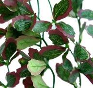 Závesná rastlina Repti-Zoo, červený brečtan, 40 cm
