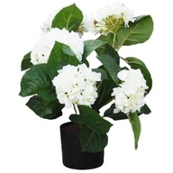 Biela hortenzia ako život v 40 cm umelom kvetináči Biela hortenzia ako život v 40 cm umelom kvetináči