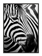 OBRAZOVÝ PLAGÁT V RÁME 43x33 cm Zebra 7 P578 OBRAZOVÝ PLAGÁT V RÁME 43x33 cm Zebra 7 P578
