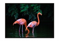 OBRAZOVÝ PLAGÁT V RÁME 53x73 cm Plameniaky P950 OBRAZOVÝ PLAGÁT V RÁME 53x73 cm Plameniaky P950