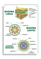 Náučná tabuľa: štruktúra listu, stonky, koreňa, A4 Náučná tabuľa: štruktúra listu, stonky, koreňa, A4